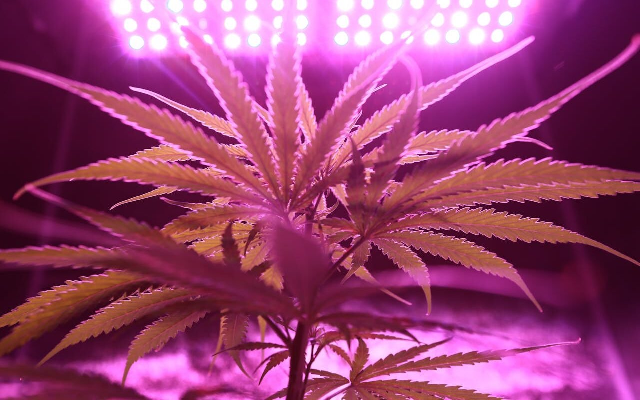 5 Pro Tips to Understand About Home-Grown Cannabis Plants