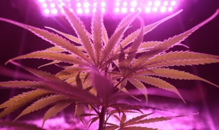 5 Pro Tips to Understand About Home-Grown Cannabis Plants