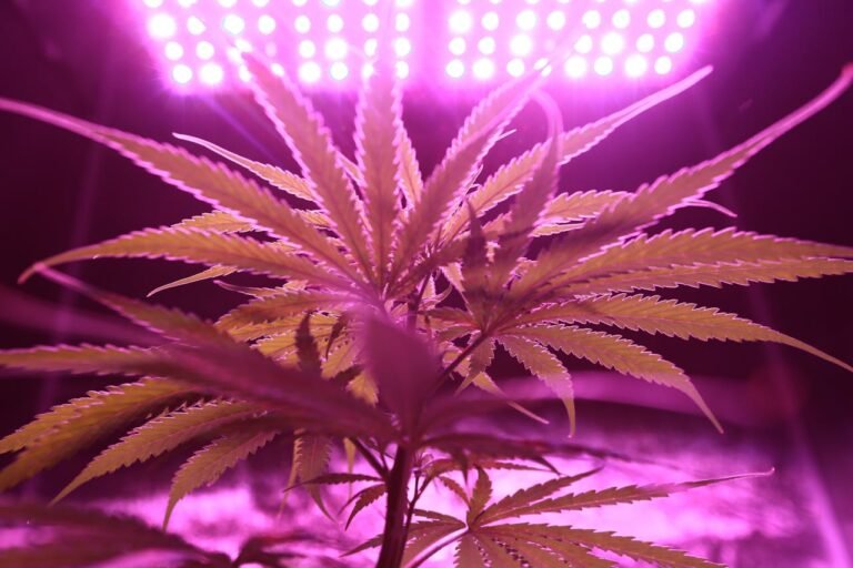 5 Pro Tips to Understand About Home-Grown Cannabis Plants