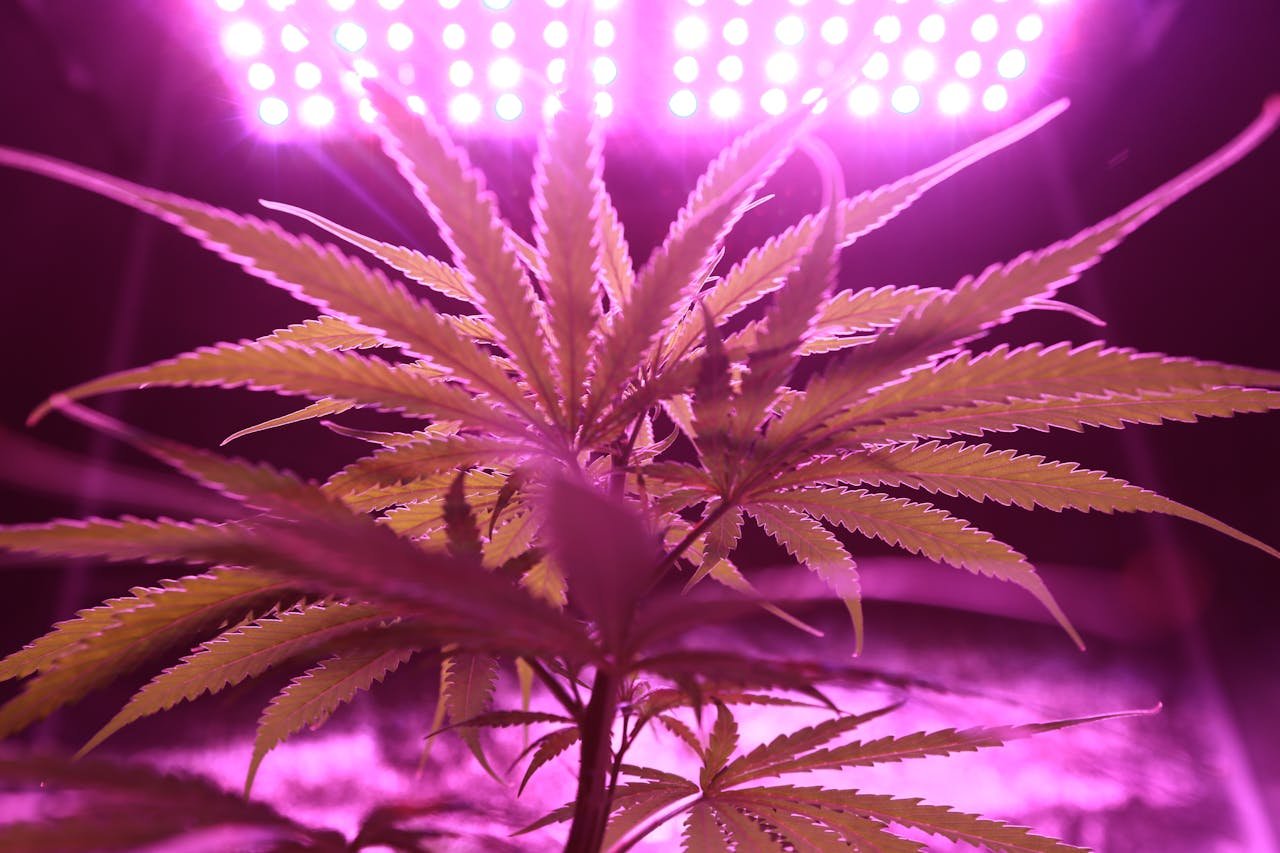 5 Pro Tips to Understand About Home-Grown Cannabis Plants