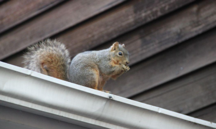 Squirrels in Home Behavior