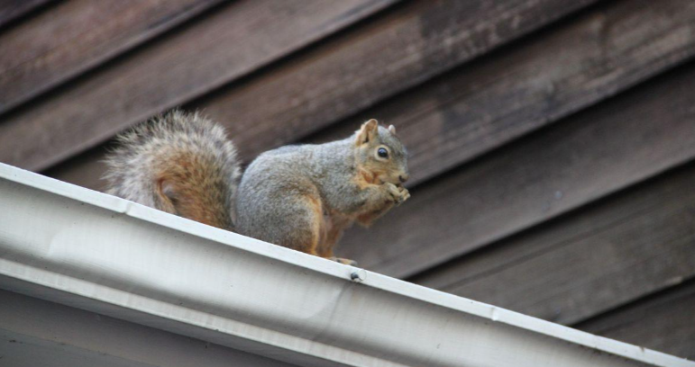 Squirrels in Home Behavior